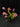 Flowering select Sarcochilus CC26/331