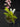 Flowering select Sarcochilus CC26/258