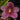 Flowering select Sarcochilus CC26/244