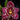 Flowering select Sarcochilus CC26/331