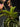 Flowering select Sarcochilus CC26/243