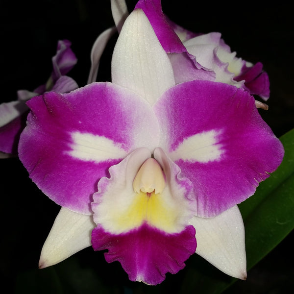 Cattleya Orchid Clone 100mm C. Mari's Magic 'Topaz'