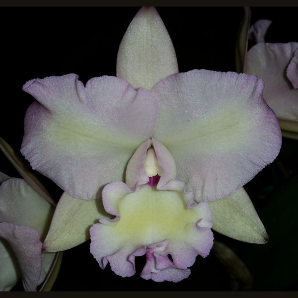 Cattleya Orchid clone 100mm  Rchg. Topaz Pink Gold 'Peace'