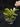 Flowering select Sarcochilus CC26/318