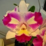 Cattleya Orchid clone 100mm Rlc. Mari's Magic 'Chief Satisfaction'