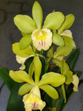 100mm Cattleya Orchid clone Rcc. Passionata 'Topaz'