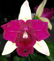 100mm Cattleya orchid clone Rth. Topaz Love 'Luxury'