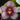 Flowering select Sarcochilus CC26/315