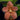 Flowering select Sarcochilus CC26/321