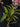 Flowering select Sarcochilus CC26/331
