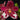 Flowering select Sarcochilus CC26/326