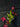 Flowering select Sarcochilus CC26/261