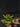 Flowering select Sarcochilus CC26/335