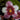 Flowering select Sarcochilus CC26/266