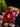 Flowering select Sarcochilus CC26/245