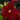 Flowering select Sarcochilus CC26/246