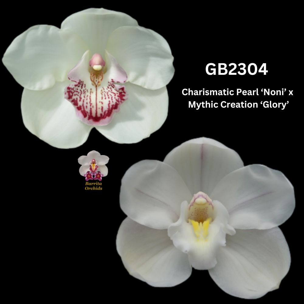 Cymbidium flasks of GB2304 Charismatic Pearl ‘Noni’ x Mythic Creation