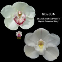 DEPOSIT for flasks of GB2304 Charismatic Pearl ‘Noni’ x Mythic Creation ‘Glory’