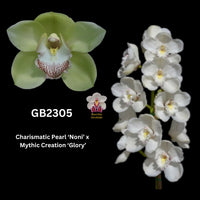 DEPOSIT for flasks of GB2305 (Fresh Charisma x Kimberley Valley) ‘Mint’ x Mythic Creation ‘Glory’