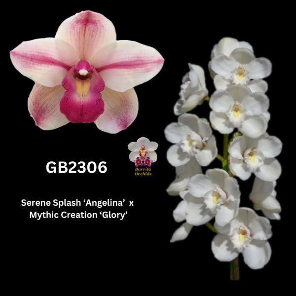 DEPOSIT for flasks of GB2306 Serene Splash ‘Angelina’ x Mythic Creation ‘Glory’