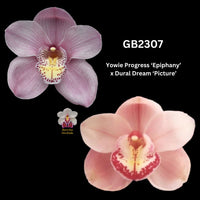 DEPOSIT for flasks of GB2307 Yowie Progress ‘Epiphany’ x Dural Dream ‘Picture’