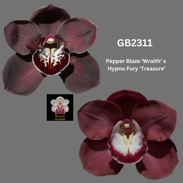 DEPOSIT for flasks of GB2311 Pepper Blaze ‘Wraith’ x Hypno Fury ‘Treasure’