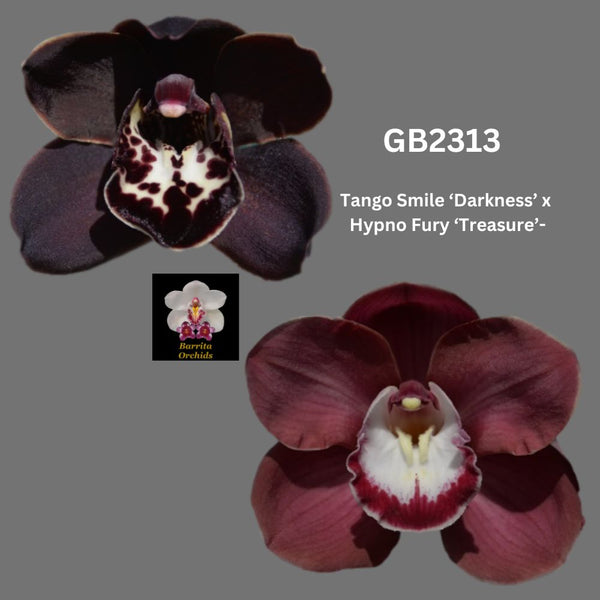 DEPOSIT for flasks of GB2313 Tango Smile ‘Darkness’ x Hypno Fury ‘Treasure’