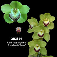 DEPOSIT for flasks of GB2314 Green Jewel ‘Regent’ x Green Connie ‘Bianca’