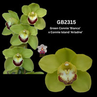 DEPOSIT for flasks of GB2315 Green Connie ‘Bianca’ x Connie Island ‘Ariadne’