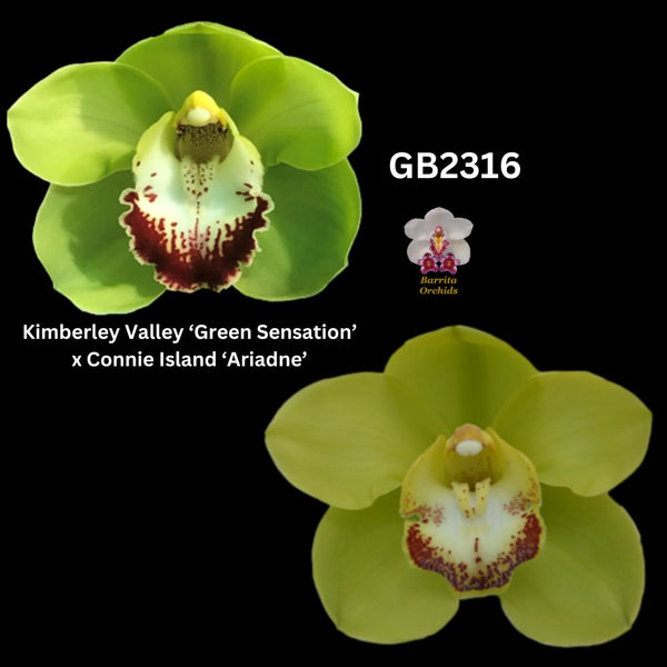 DEPOSIT for flasks of GB2316 Kimberley Valley ‘Green Sensation’ x Connie Island ‘Ariadne’