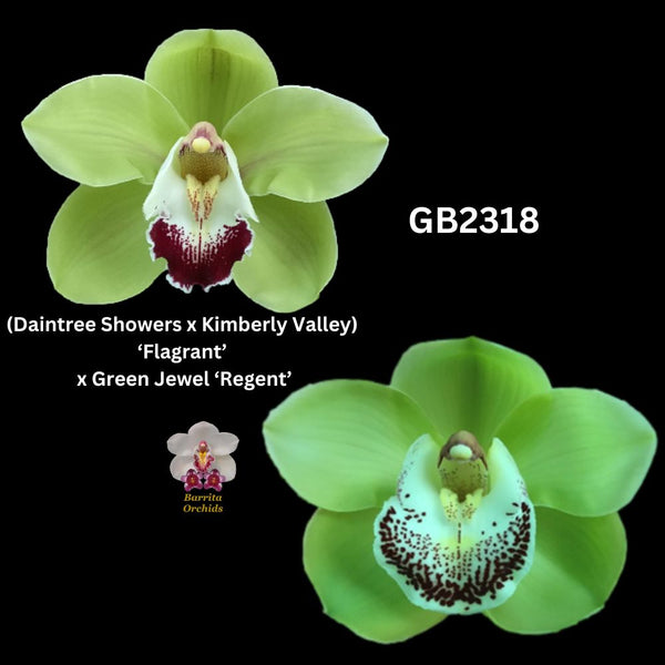 DEPOSIT for flasks of GB2318 (Daintree Showers x Kimberly Valley) ‘Flagrant’ x Green Jewel ‘Regent’