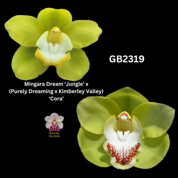 DEPOSIT for flasks of GB2319 Mingara Dream ‘Jungle’ x (Purely Dreaming x Kimberley Valley) ‘Cora’