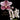 Cymbidium Flask GB2509 (Vivid Dream 'Kev' x Mythic Creation 'Smudge')