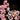 Cymbidium Flask GB2511 (Dural Dream 'Picture' x Kimberley Splash 'Tper')