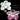 Cymbidium Flask GB2512 (Mythic Creation 'Smudge' x Awesome Splash 'Seduced')