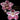 Cymbidium Flask GB2513 (What Passion 'Narcissist' x Awesome Splash 'Seduced')
