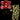 Cymbidium Flask GH2505  (Tagami Special '#1' 4n x canaliculatum 'Aurora 2N')