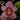 Flowering select Sarcochilus CC26/163