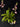 Flowering select Sarcochilus CC26/163