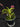 Flowering select Sarcochilus CC26/165