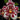 Flowering select Sarcochilus CC26/171