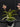 Flowering select Sarcochilus CC26/171
