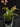 Flowering select Sarcochilus CC26/172