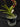 Flowering select Sarcochilus CC26/173