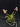 Flowering select Sarcochilus CC26/175