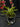 Flowering select Sarcochilus CC26/178