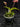 Flowering select Sarcochilus CC26/179