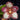 Flowering select Sarcochilus CC26/180