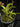 Flowering select Sarcochilus CC26/180