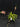 Flowering select Sarcochilus CC26/183